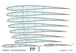 PP 2 elipt.okraj